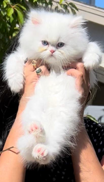 CFA Registered Dollface Blue Eyed White Persians photo 13