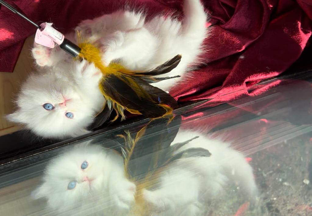 CFA Registered Dollface Blue Eyed White Persians photo 14