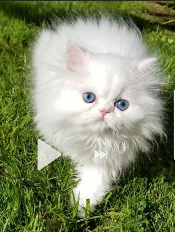 CFA Registered Dollface Blue Eyed White Persians photo 21
