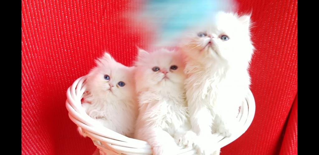 CFA Registered Dollface Blue Eyed White Persians photo 22