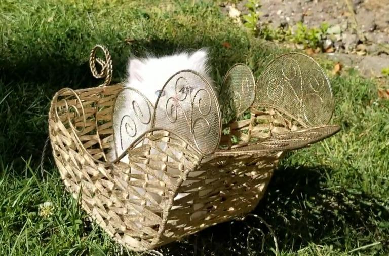 CFA Registered Dollface Blue Eyed White Persians photo 34