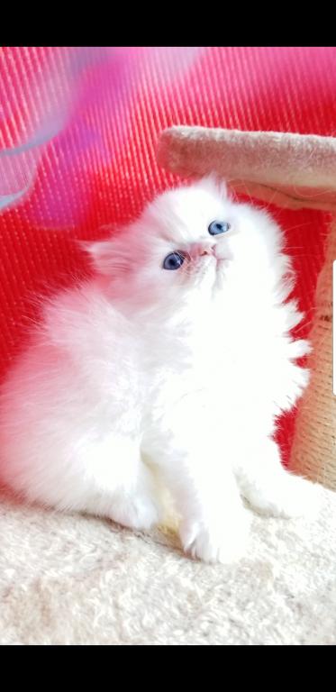 CFA Registered Dollface Blue Eyed White Persians photo 32