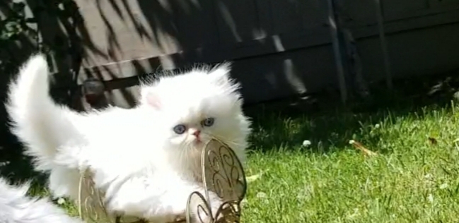 CFA Registered Dollface Blue Eyed White Persians photo 40