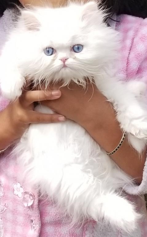 CFA Registered Dollface Blue Eyed White Persians photo 38