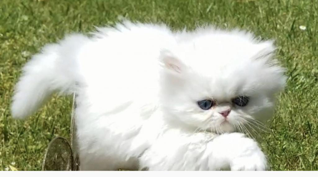 CFA Registered Dollface Blue Eyed White Persians photo 3