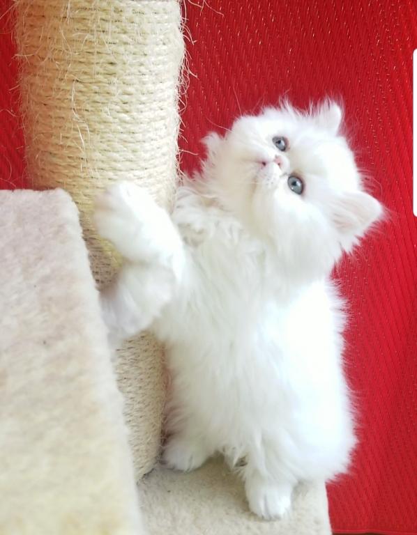 CFA Registered Dollface Blue Eyed White Persians photo 23