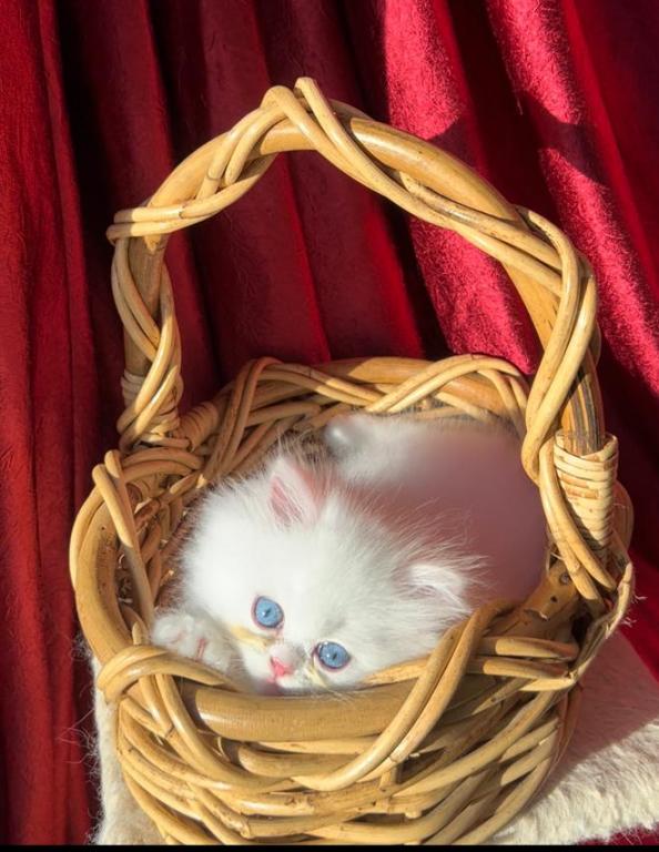 CFA Registered Dollface Blue Eyed White Persians photo 9