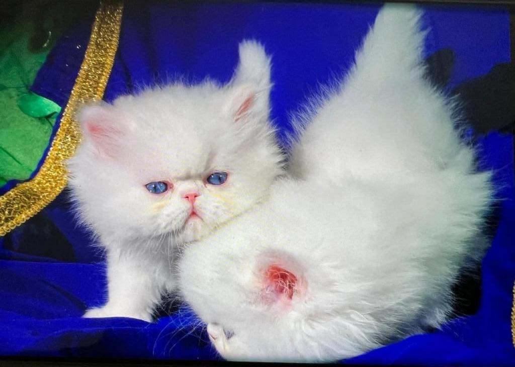 CFA Registered Dollface Blue Eyed White Persians photo 1