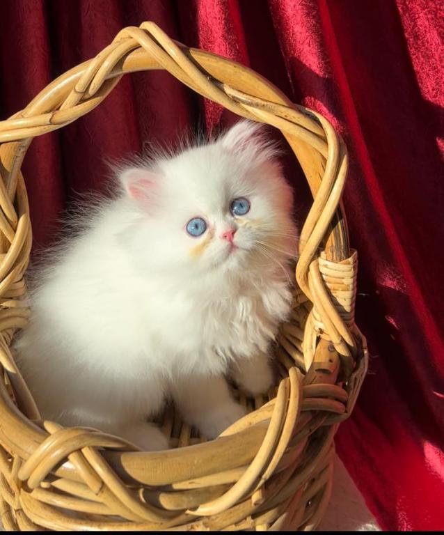 CFA Registered Dollface Blue Eyed White Persians photo 6