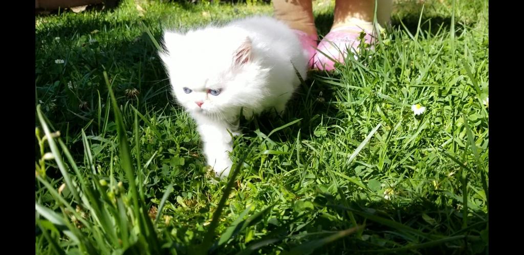 CFA Registered Dollface Blue Eyed White Persians photo 33