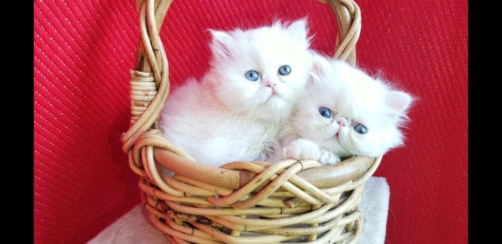 CFA Registered Dollface Blue Eyed White Persians photo 26