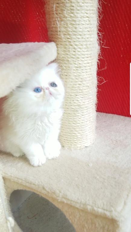 CFA Registered Dollface Blue Eyed White Persians photo 29