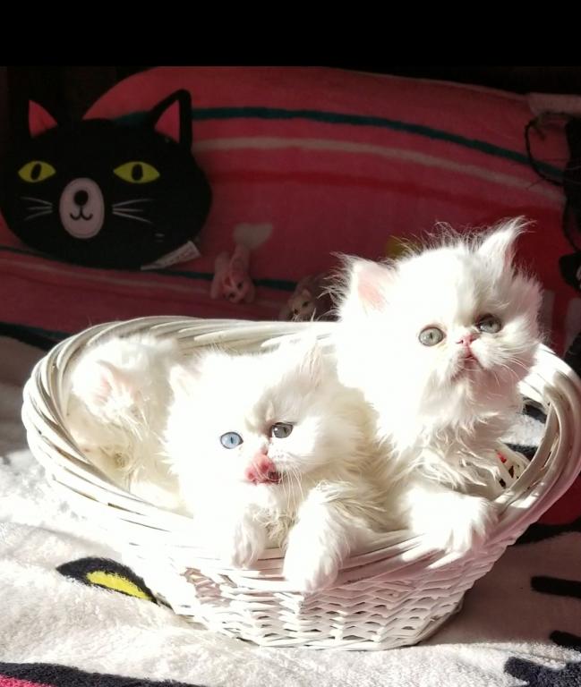CFA Registered Dollface Blue Eyed White Persians photo 25