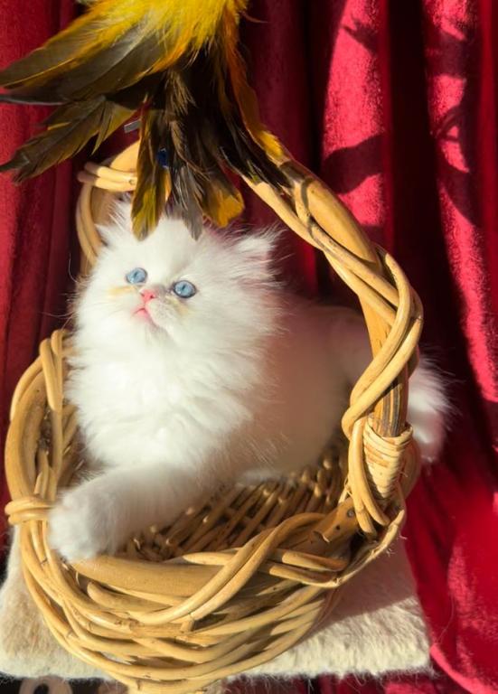 CFA Registered Dollface Blue Eyed White Persians photo 8