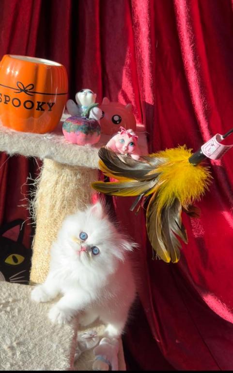 CFA Registered Dollface Blue Eyed White Persians photo 7