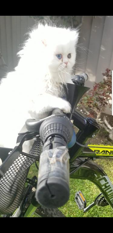 CFA Registered Dollface Blue Eyed White Persians photo 28