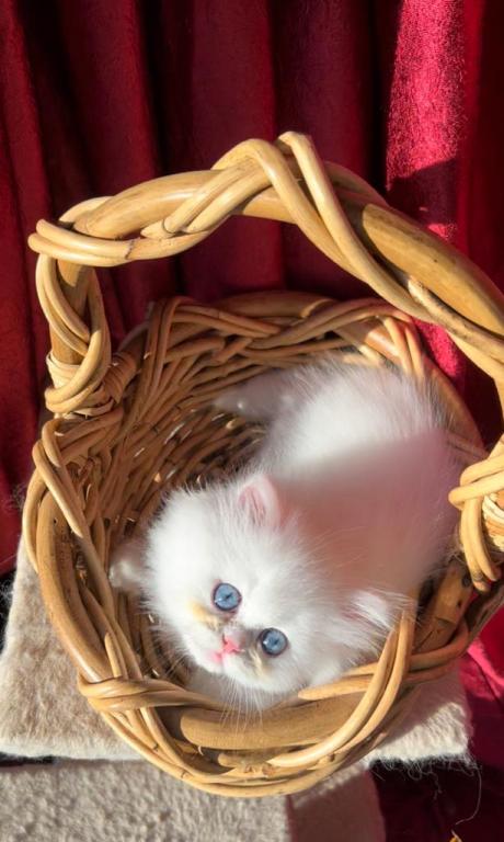 CFA Registered Dollface Blue Eyed White Persians photo 5