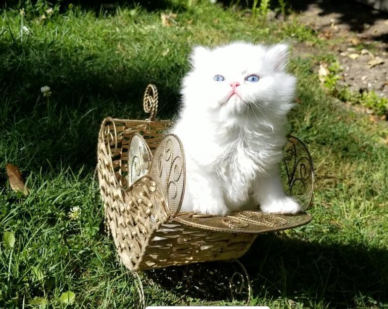 CFA Registered Dollface Blue Eyed White Persians photo 35