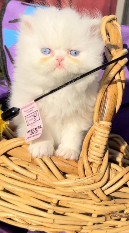 CFA Registered Dollface Blue Eyed White Persians photo 4