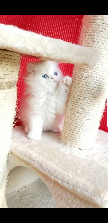 CFA Registered Dollface Blue Eyed White Persians photo 30