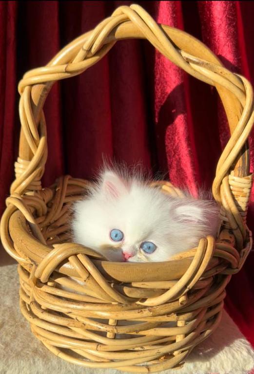 CFA Registered Dollface Blue Eyed White Persians photo 11