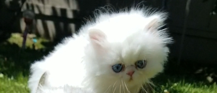 CFA Registered Dollface Blue Eyed White Persians photo 41