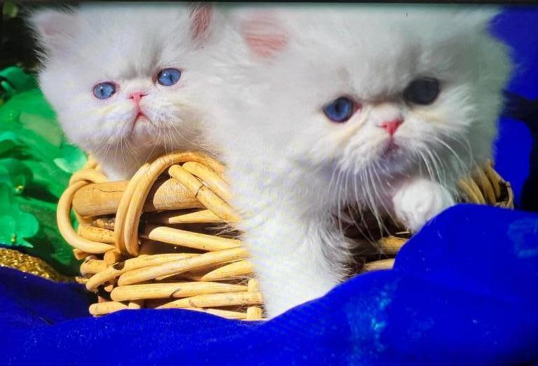 CFA Registered Dollface Blue Eyed White Persians photo 2