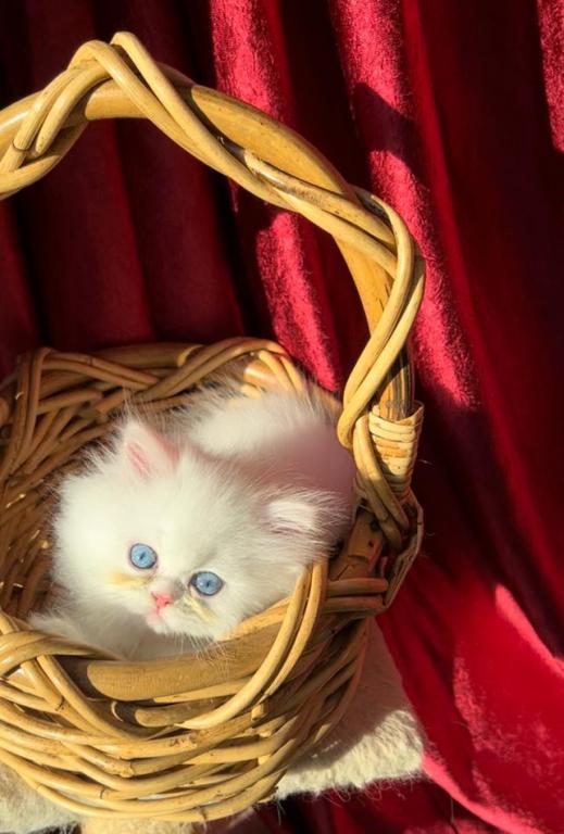 CFA Registered Dollface Blue Eyed White Persians photo 12