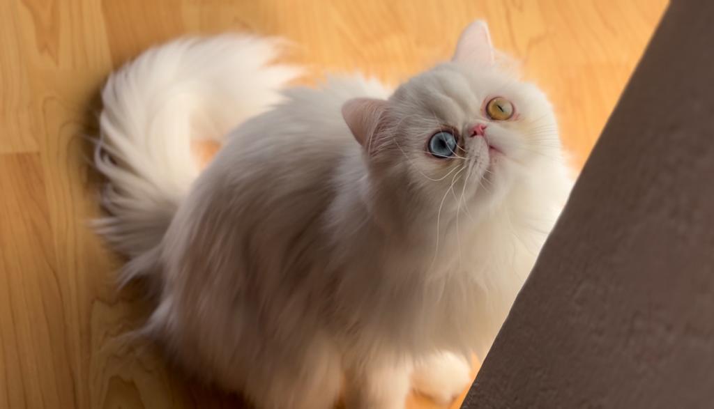 CFA Registered Dollface Blue Eyed White Persians photo 15