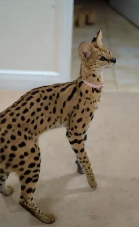 AFEICAN SERVAL FEMALE AVAILABLE SUPER TAME GIRL photo 1