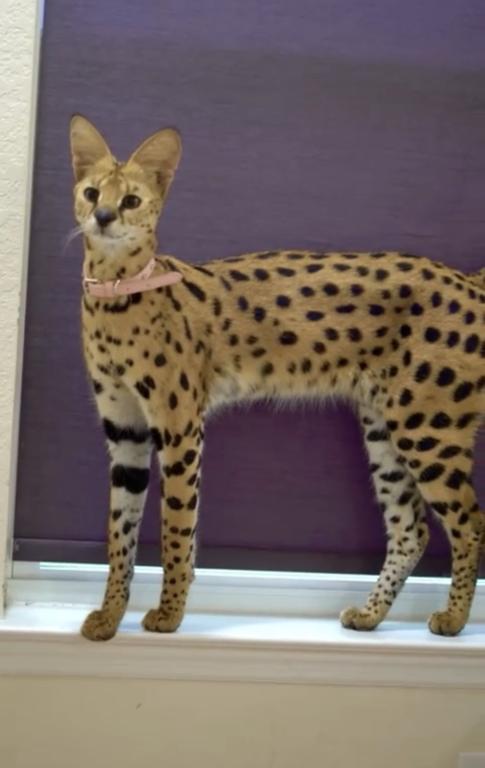 AFEICAN SERVAL FEMALE AVAILABLE SUPER TAME GIRL photo 2