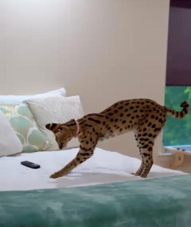 AFEICAN SERVAL FEMALE AVAILABLE SUPER TAME GIRL photo 5