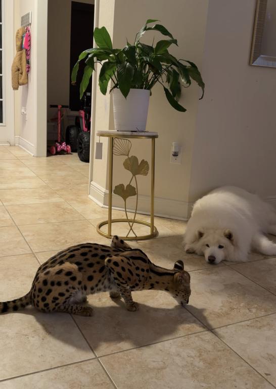 AFEICAN SERVAL FEMALE AVAILABLE SUPER TAME GIRL photo 4
