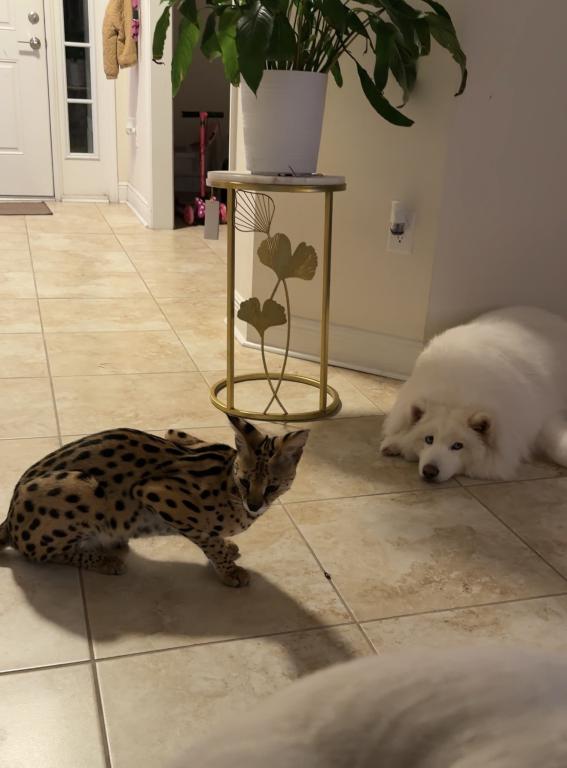 AFEICAN SERVAL FEMALE AVAILABLE SUPER TAME GIRL photo 3