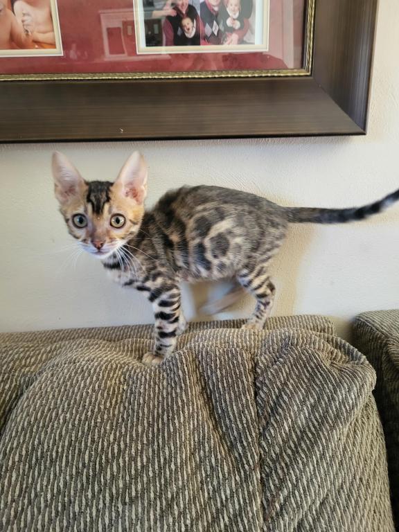 TICA Registered Bengal Male photo 7