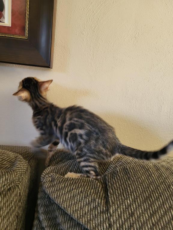 TICA Registered Bengal Male photo 5