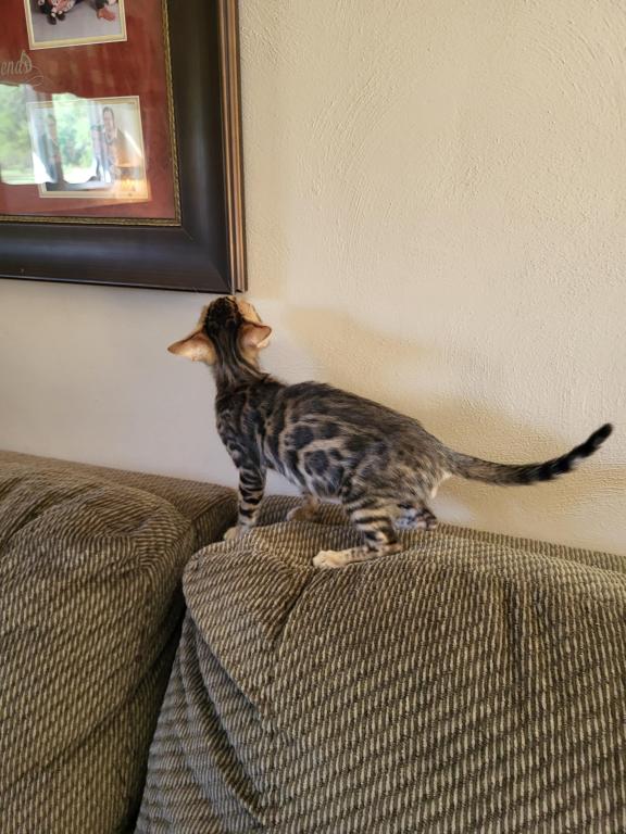 TICA Registered Bengal Male photo 4