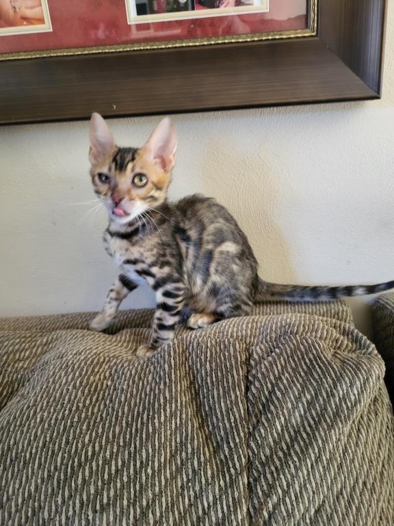 TICA Registered Bengal Male photo 1
