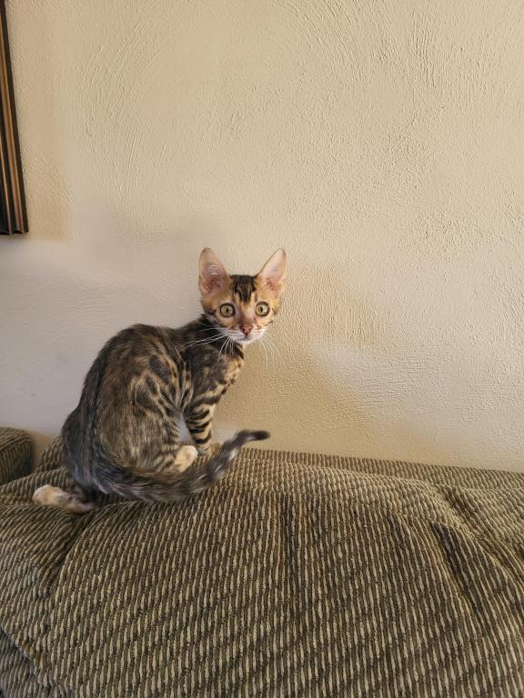 TICA Registered Bengal Male photo 3