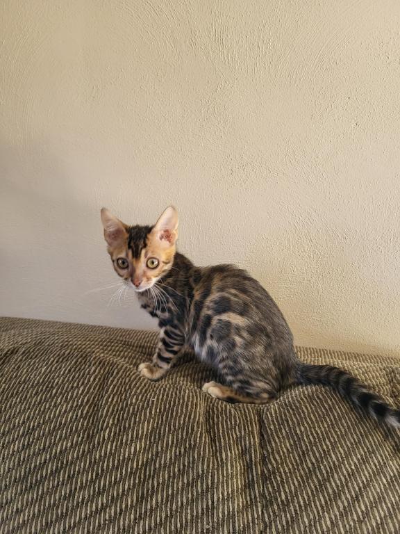 TICA Registered Bengal Male photo 6