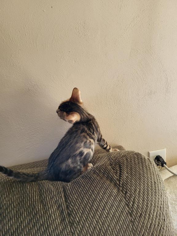 TICA Registered Bengal Male photo 2