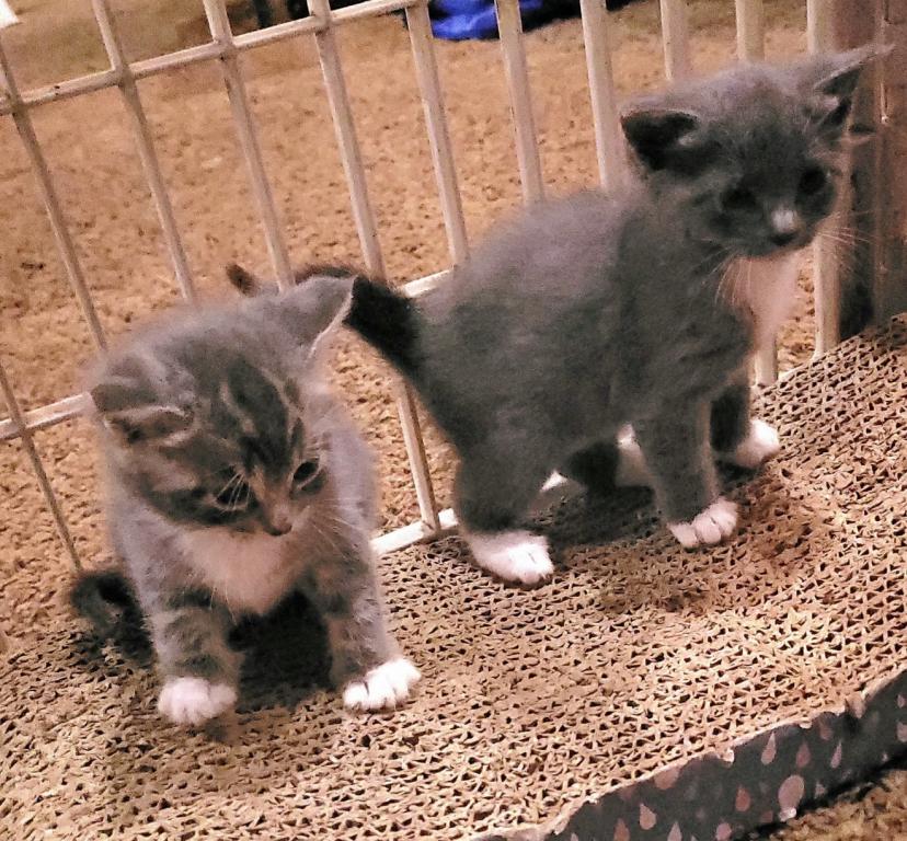Eloise & Dobby's Babies photo 8