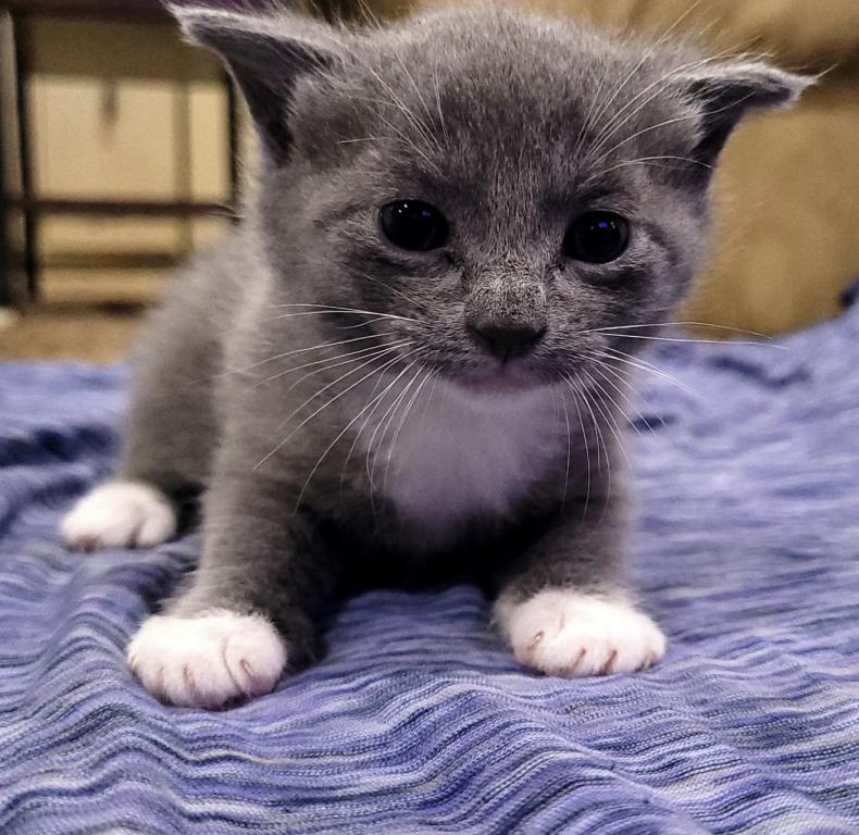 Eloise & Dobby's Babies photo 1