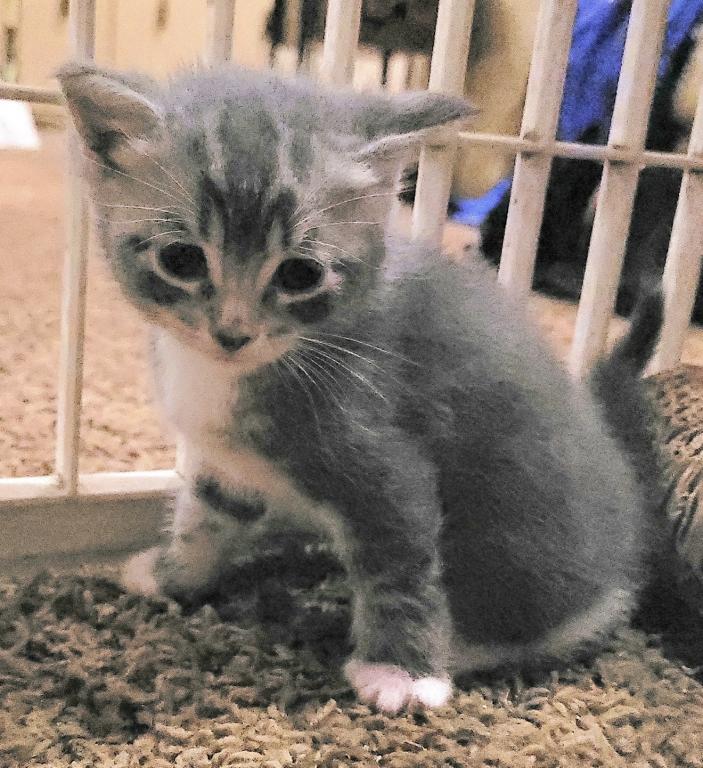 Eloise & Dobby's Babies photo 10