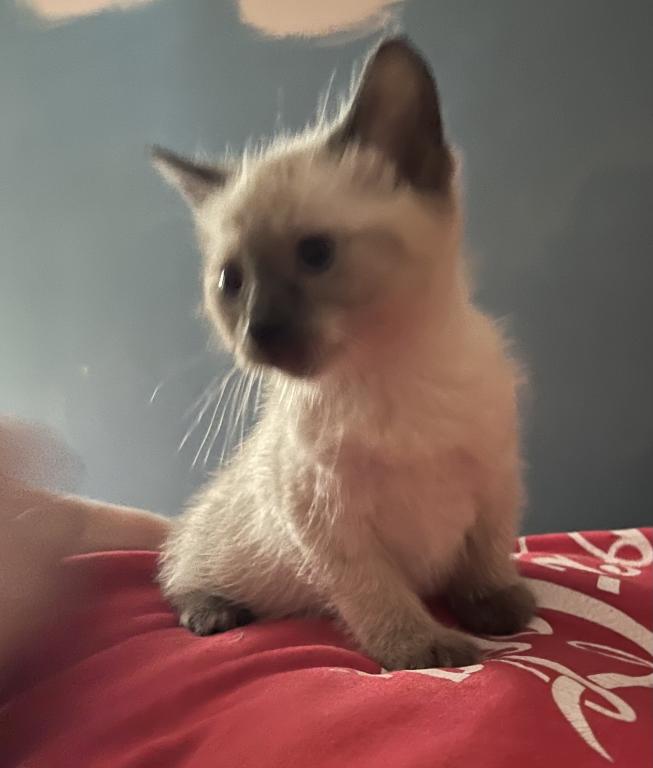 Siamese Male Kitten photo 2