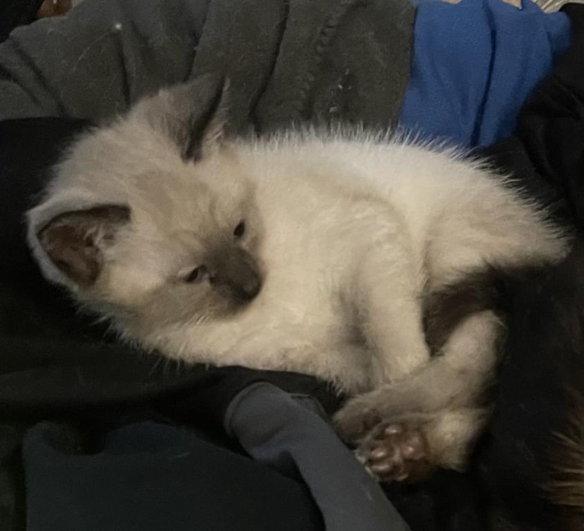 Siamese Male Kitten photo 3