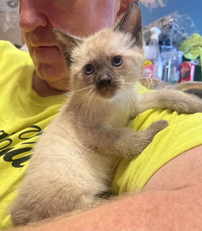 Siamese Male Kitten photo 1