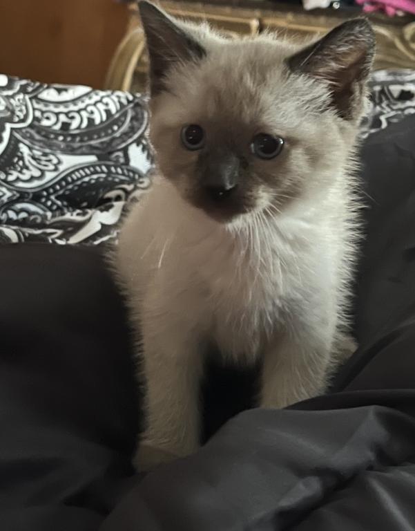 Siamese Male Kitten photo 5