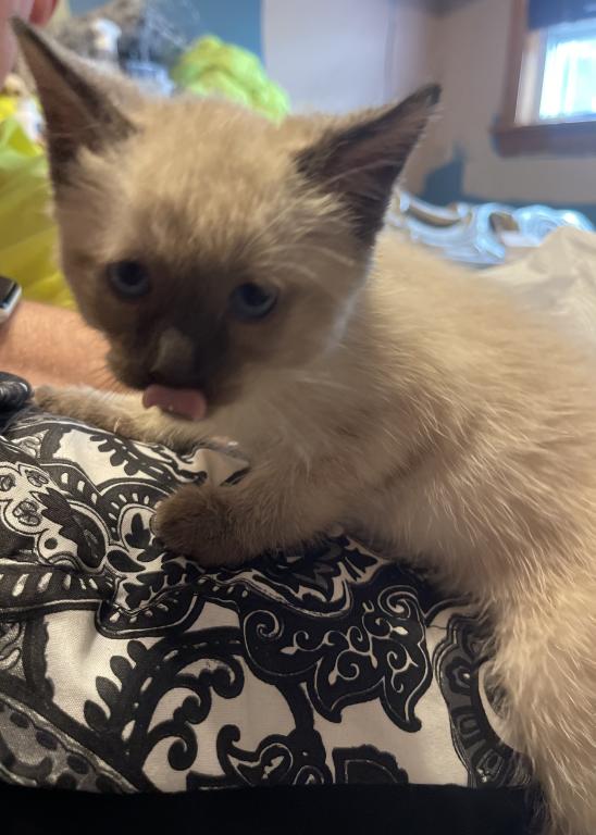 Siamese Male Kitten photo 4