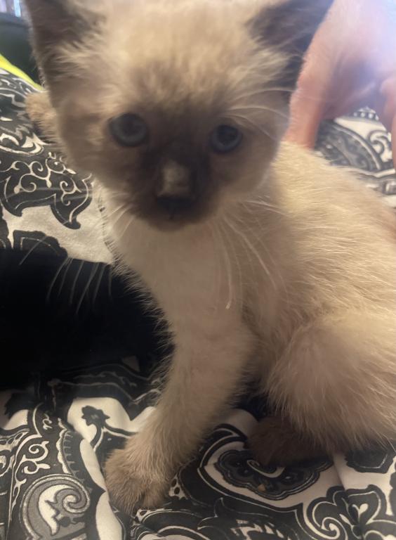 Siamese Male Kitten photo 6